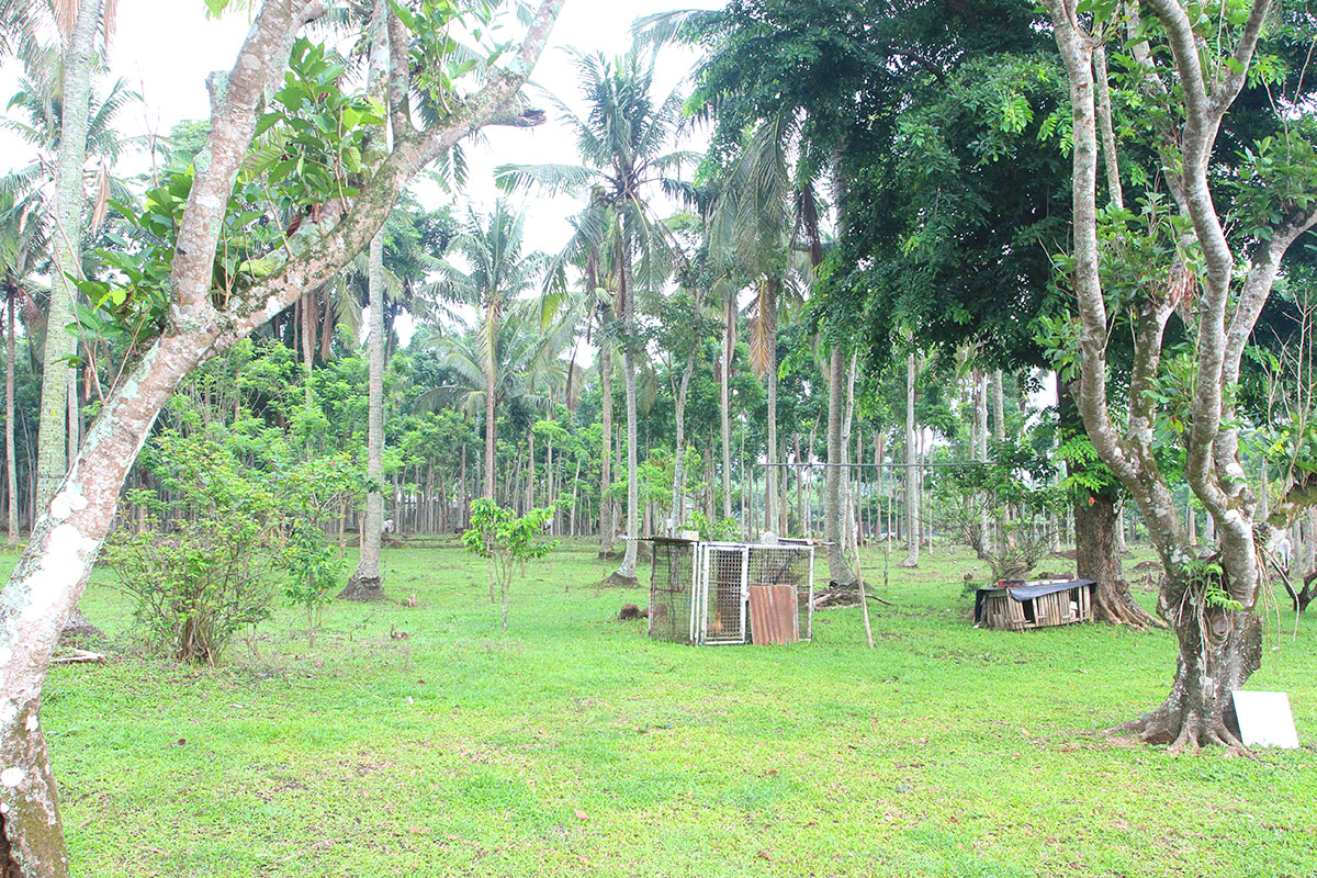 Lipa City, Batangas – Farm Lot for Sale AL3